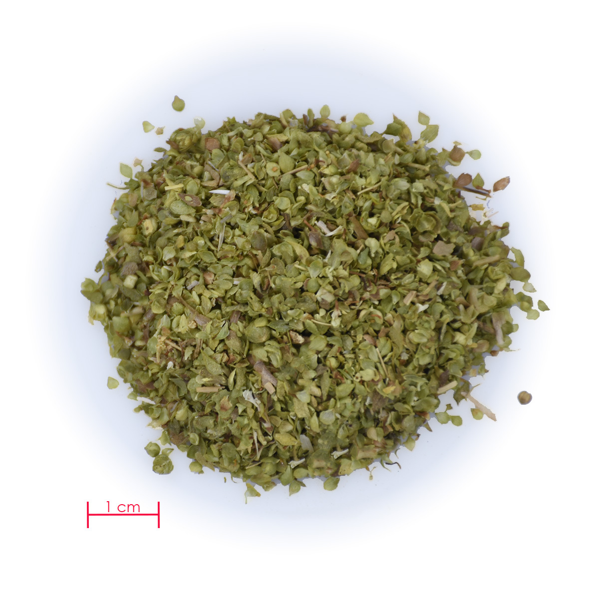 Oregano_2